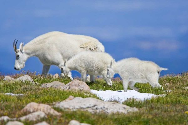 CO, Mount Evans Mountain goat with two kids
